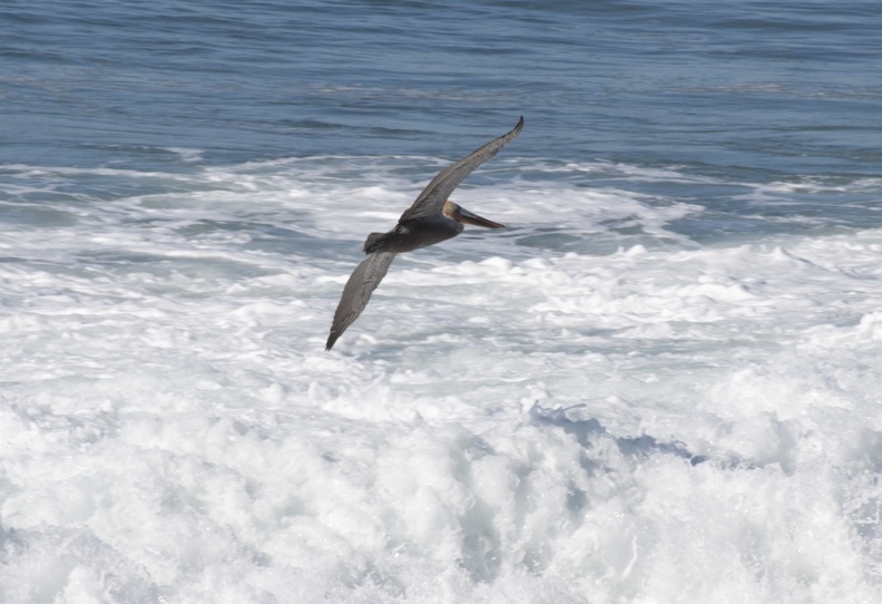 320-7858 Pelican and Surf.jpg